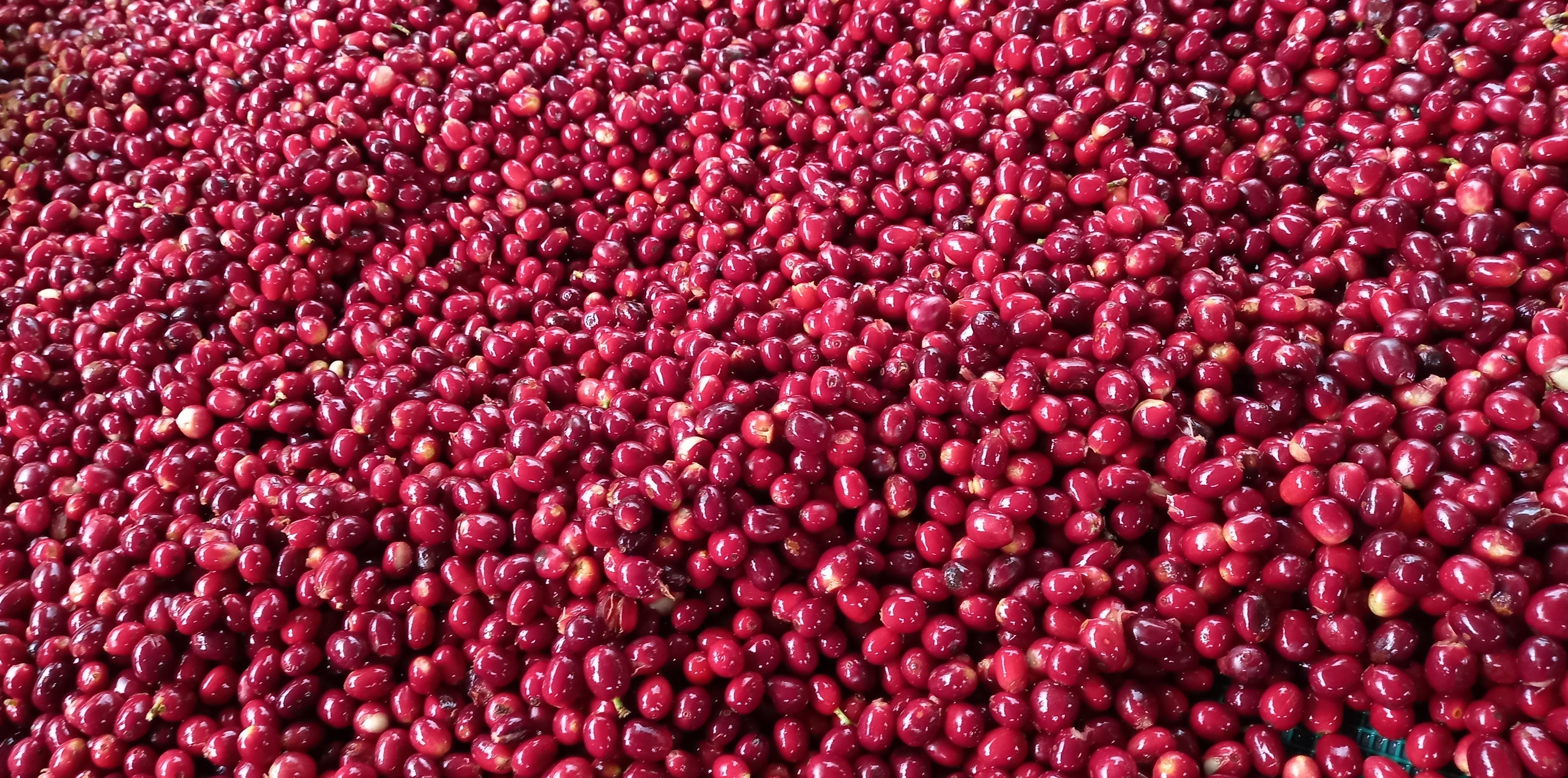Coffee Beans