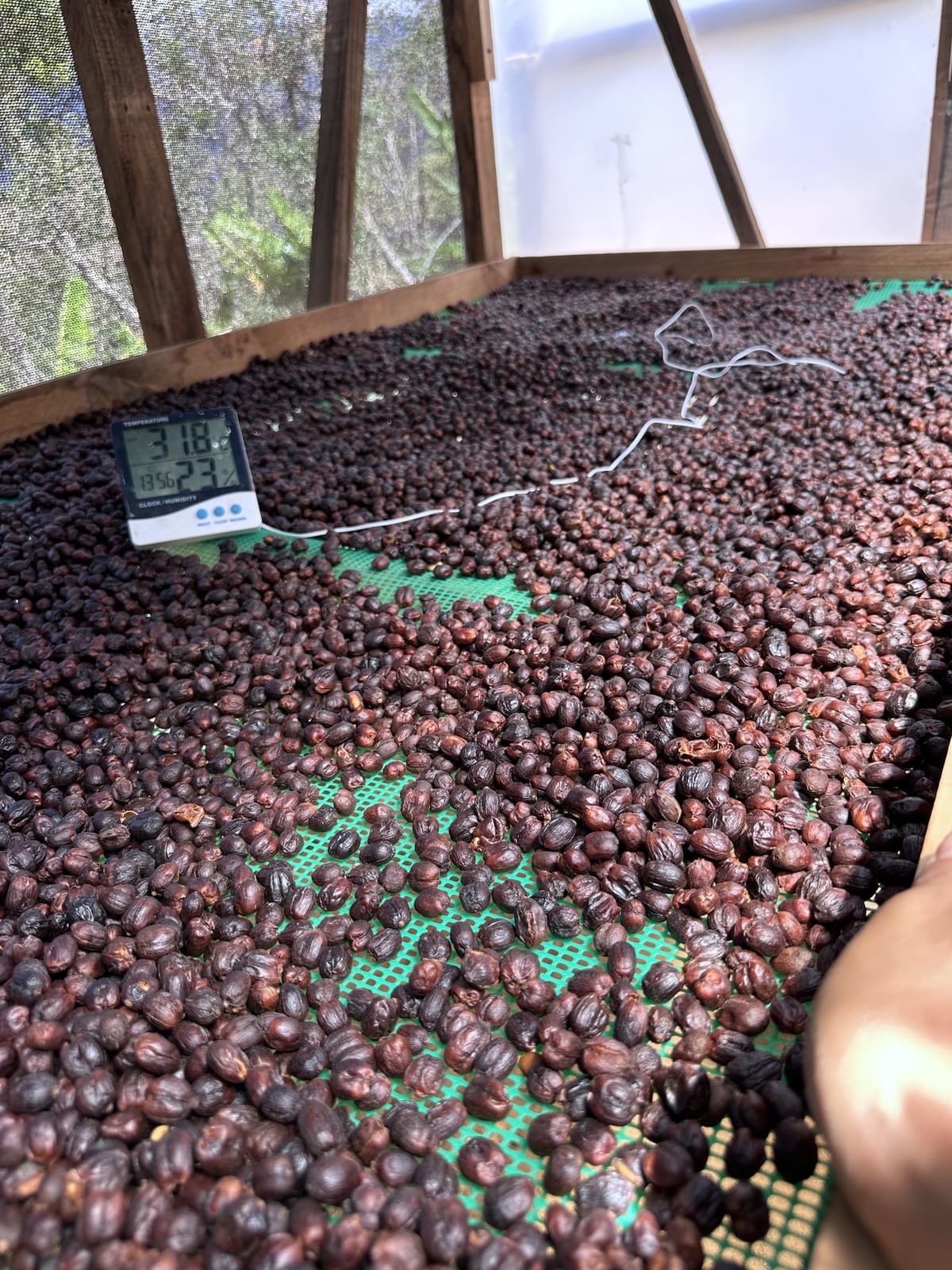 Typica National