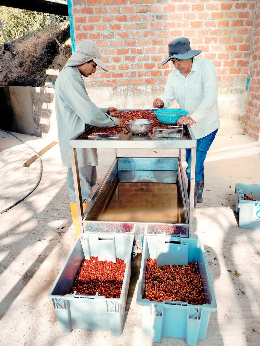 Typica National Washed Anaerobic