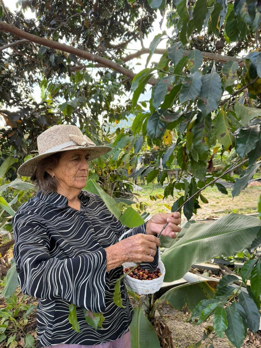 Sidra