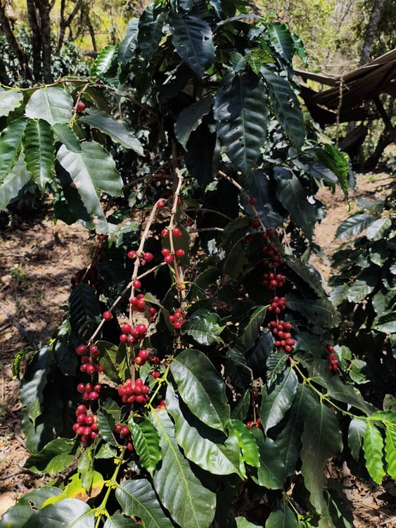 Typica National Washed Anaerobic