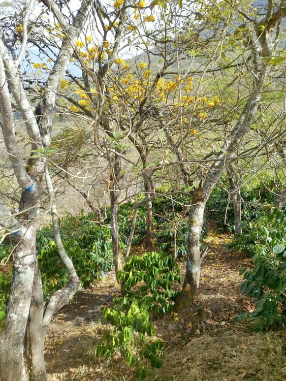 Typica National Washed Anaerobic
