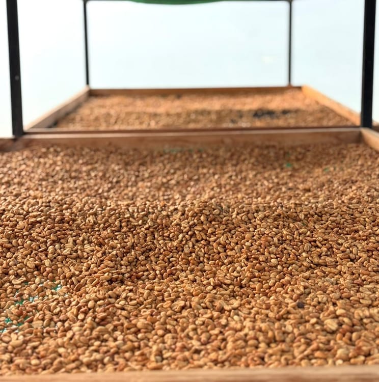 Sidra Washed Anaerobic(48h Fermentation)