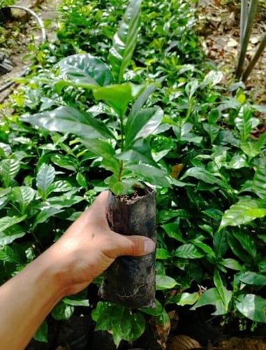 Typica National Washed Anaerobic