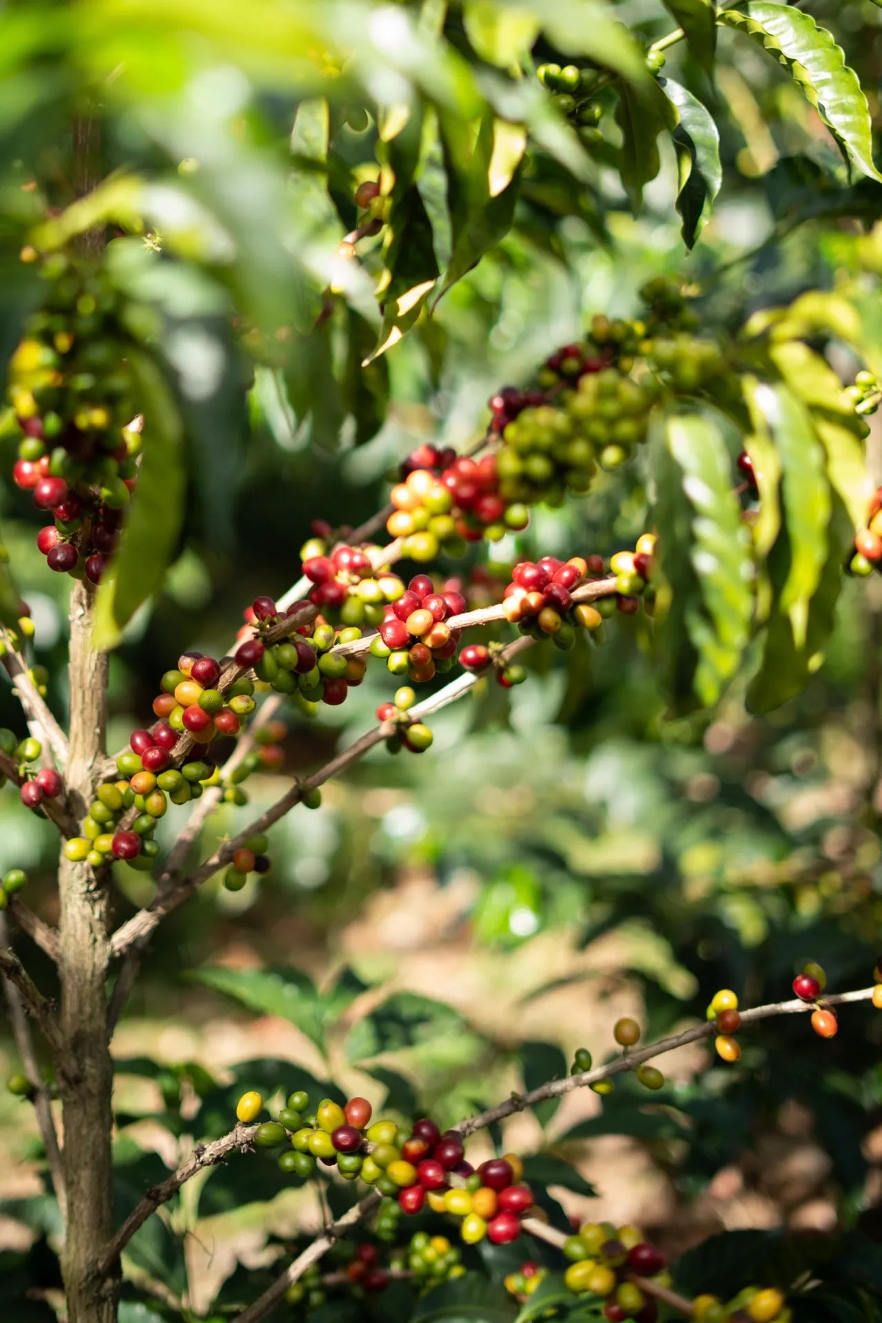 Ripe coffee cherries on the branch in Ecuador