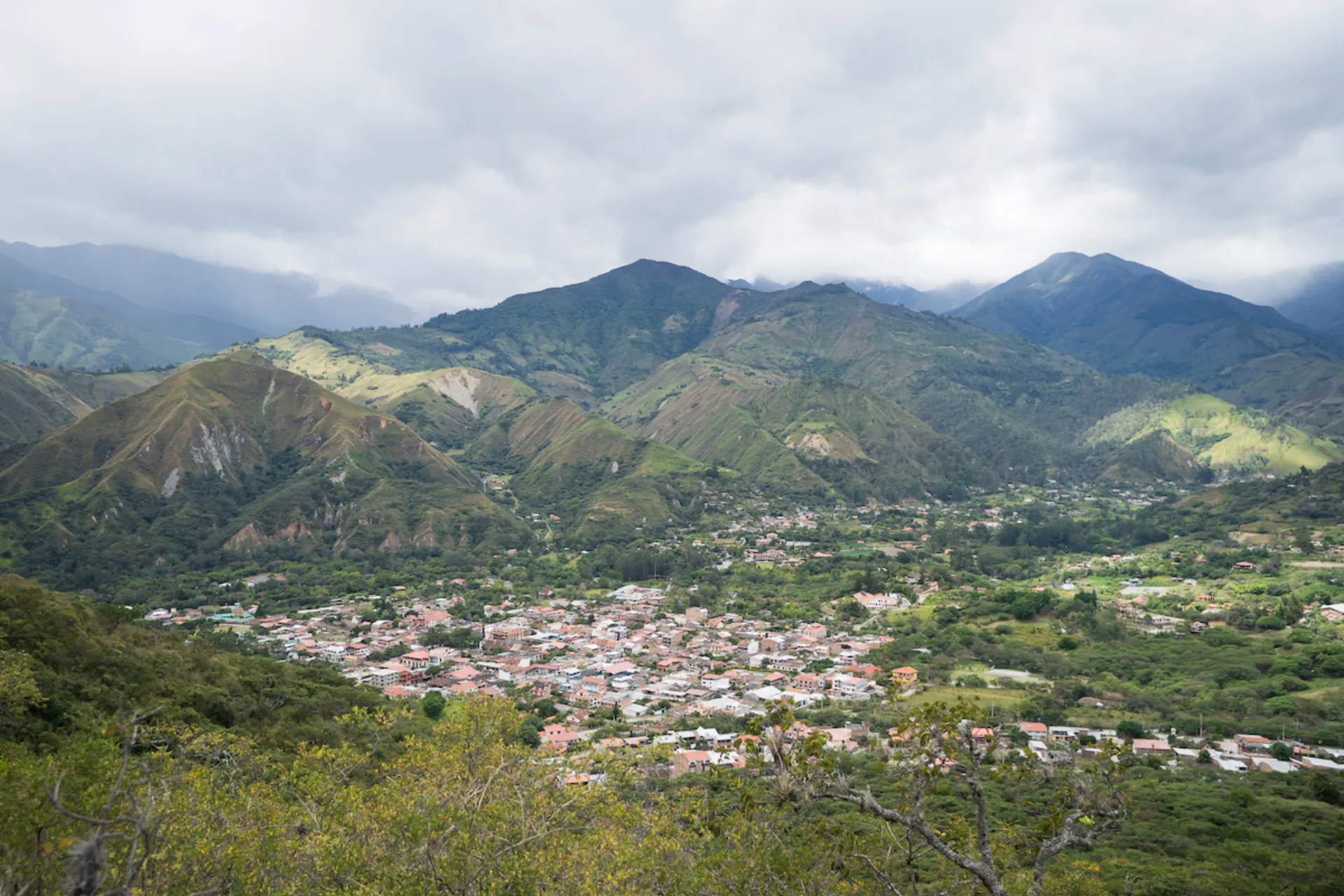 Hand picking coffee cherries