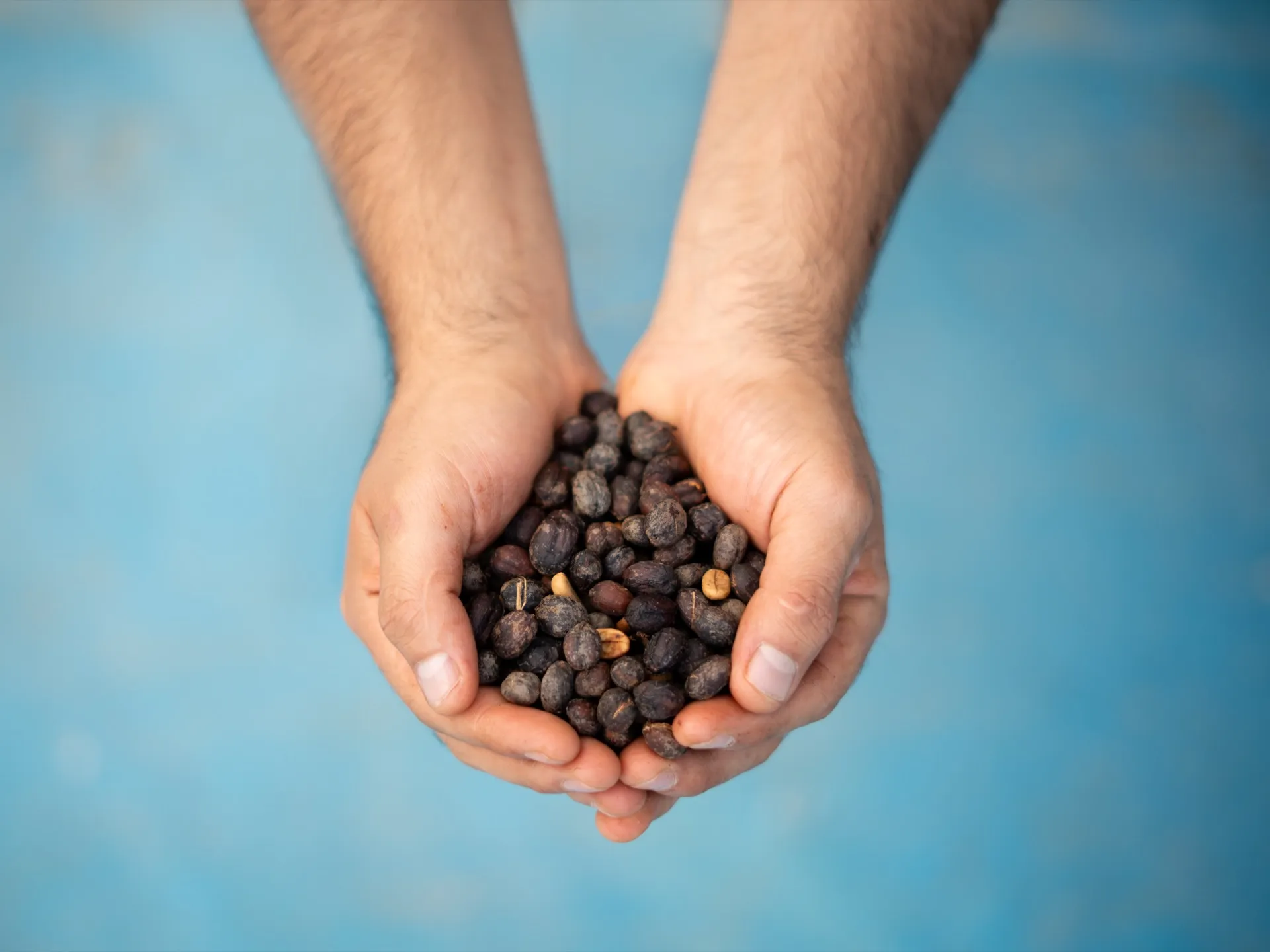 Cupped hands holding sorted coffee beans