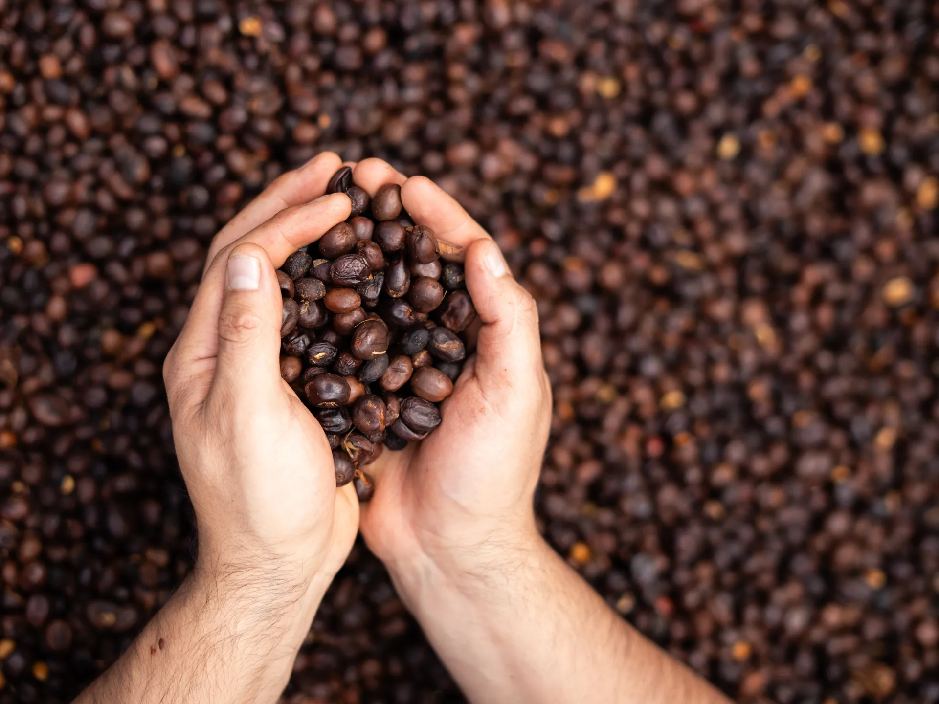 Hands cupping sun-dried coffee beans over a drying bed