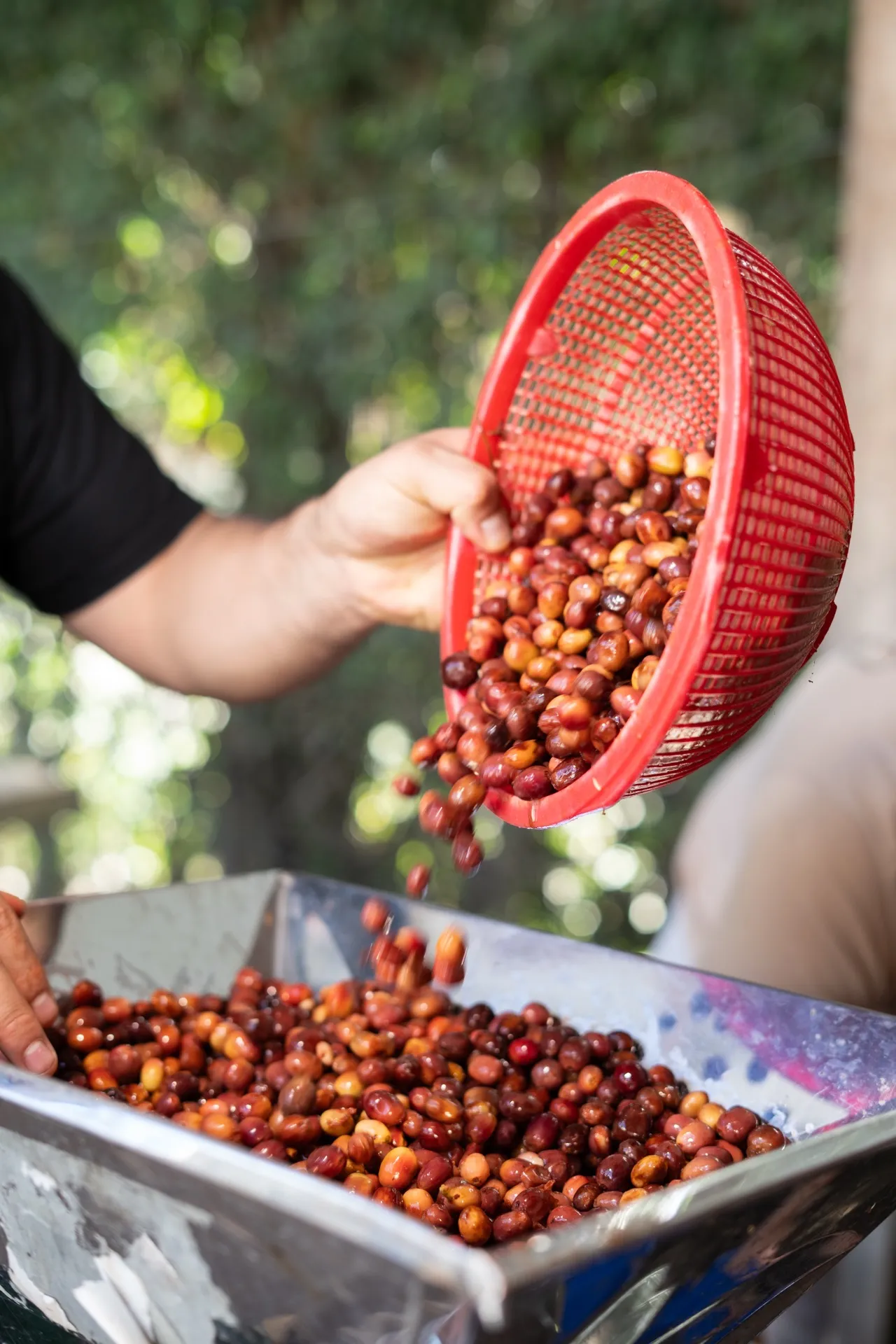 Freshly harvested coffee cherries being poured for depulping