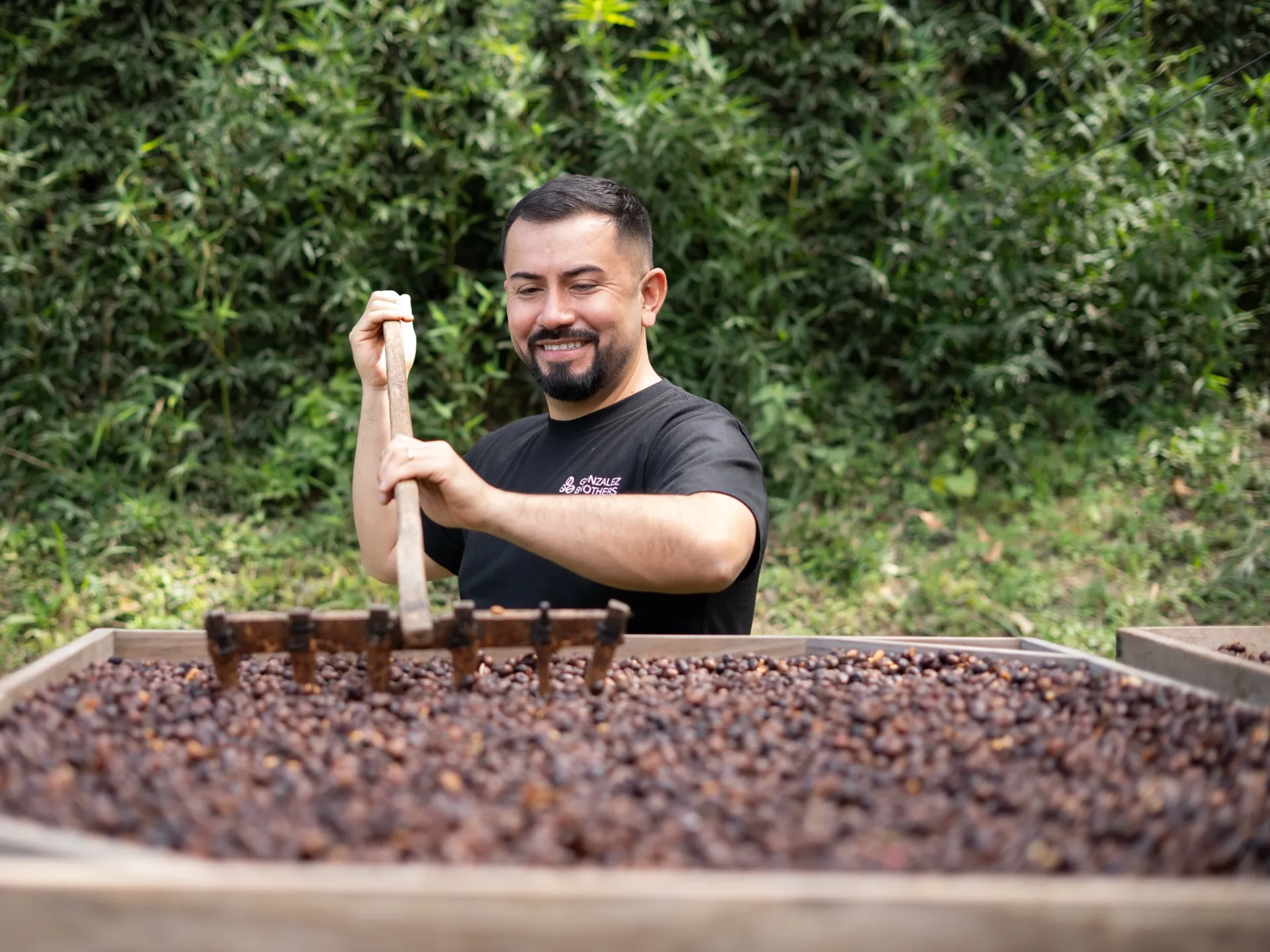 Coffee drying