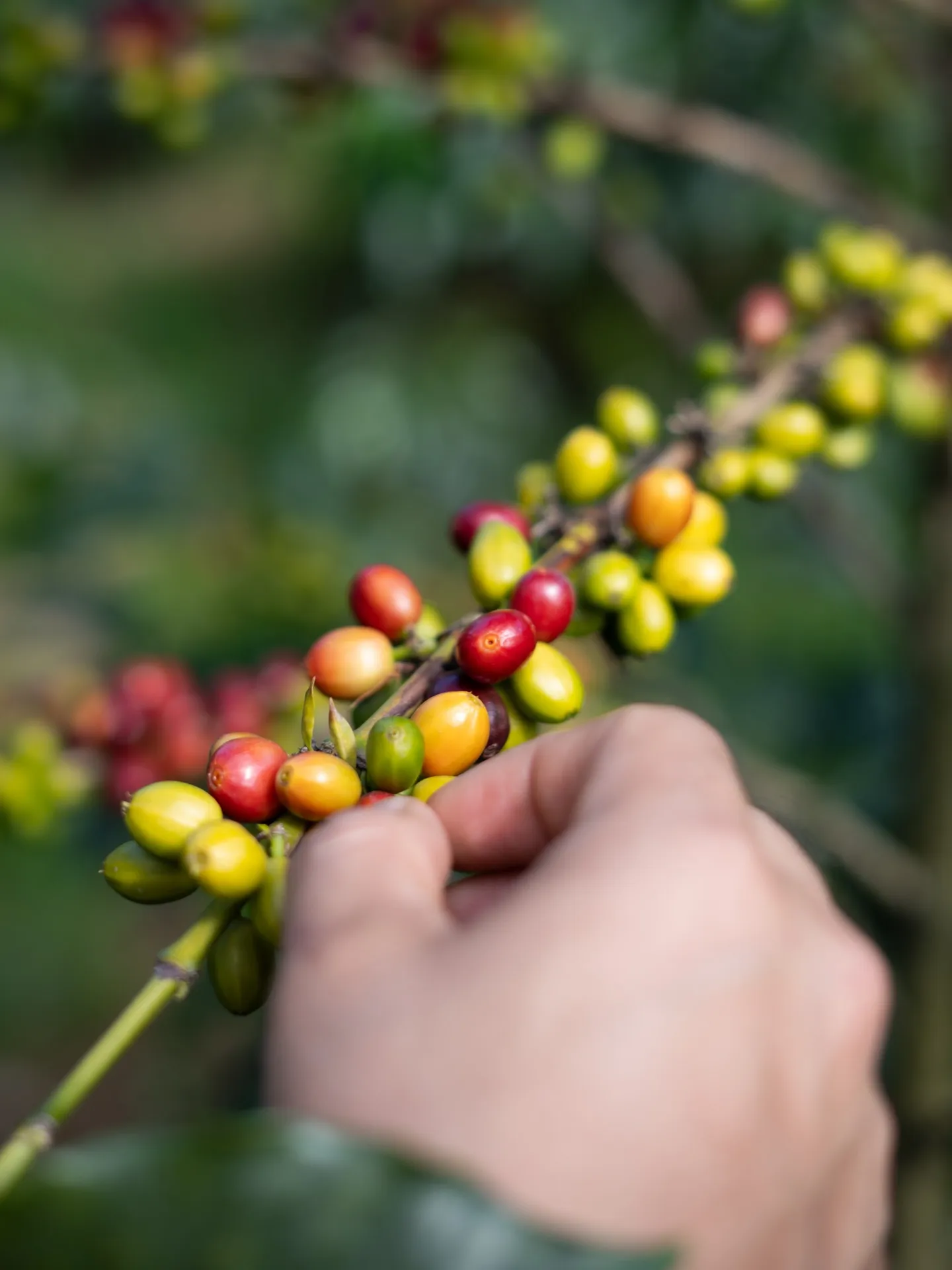 Hand selectively picking ripe coffee cherries