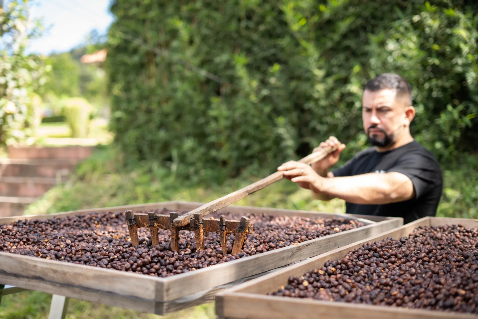 Coffee drying on raised beds, raked by hand